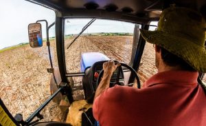 Gigantes: Pequenas propriedades são 70% dos estabelecimentos produtores de soja