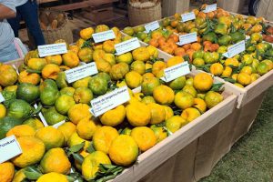 Município paranaense é o principal produtor de tangerinas do Brasil
