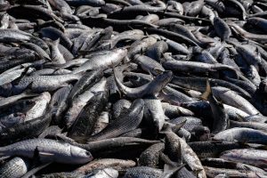 780 mil tainhas: uma pesca pra ninguém botar defeito!