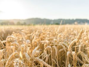 Agricultores recebem incentivos com ações direcionadas às culturas de inverno