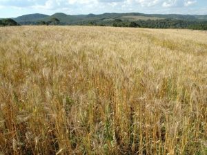 Levantamento indica redução nos preços de fertilizantes para a safra de inverno