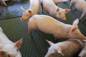 Toledo é o maior produtor de alimentos do Paraná pelo 11º ano consecutivo