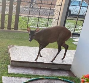 Deu a louca nos bichos: Animais silvestres são flagrados na cidade