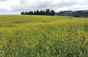Canola está implantada e segue em desenvolvimento