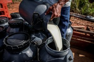 No topo: Produção de leite é atividade mais relevante