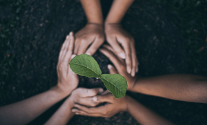 De 6 mil espécies de plantas para a alimentação, 9 respondem por 66% da produção agrícola mundial
