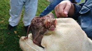 Foco de raiva animal é confirmado no Oeste do Paraná