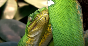Serpente amazônica se alimenta de aves?