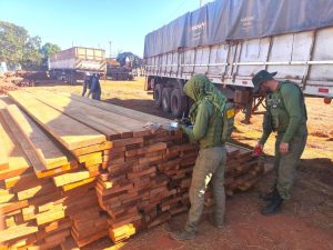 Policia Militar apreende carretas com carga de madeira de castanheiras