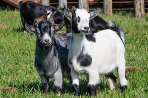Fofuras: Instituto de Zootecnia organiza encontro sobre produção de mini cabras