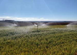 Pesquisa indica momento e quantidade de água ideais para irrigação do trigo