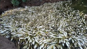 Tragédia ambiental: Morte de três toneladas de peixes é investigada