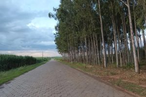 Pavimentação de estradas rurais beneficiam agricultores