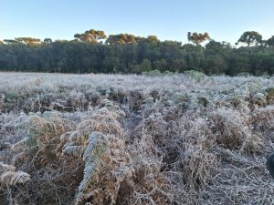 Julho já começa com geada e frio intenso