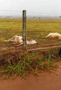 Não deu para suportar! Gado agoniza de frio em fazenda