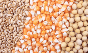Confira os preços mínimos para os produtos de verão e regionais