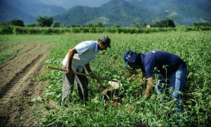 Ministério e Câmara juntos para solucionar dívidas de produtores gaúchos
