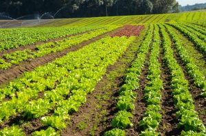 4ª edição do Prêmio Orgulho da Terra inclui boas práticas da Hortifruticultura