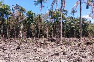 Aprovado projeto que reforça monitoramento de crimes ambientais no Brasil