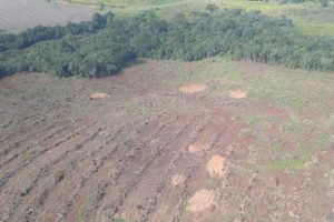 Operação remota aplica R$ 16,4 milhões em multas por desmatamento ilegal