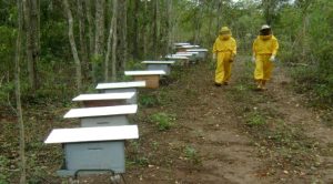 Expansão de florestas plantadas e citricultura podem impulsionar produção de mel