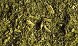 Novos cursos inserem mais tecnologia no cultivo da erva-mate