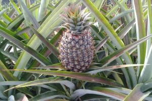 Abacaxi orgânico é aposta de agricultores para diversificar produção