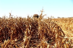 Área plantada do milho é recalculada e muda estimativa da safra 2023/2024