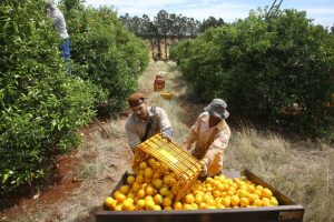 Emergência fitossanitária de combate ao greening é prorrogada