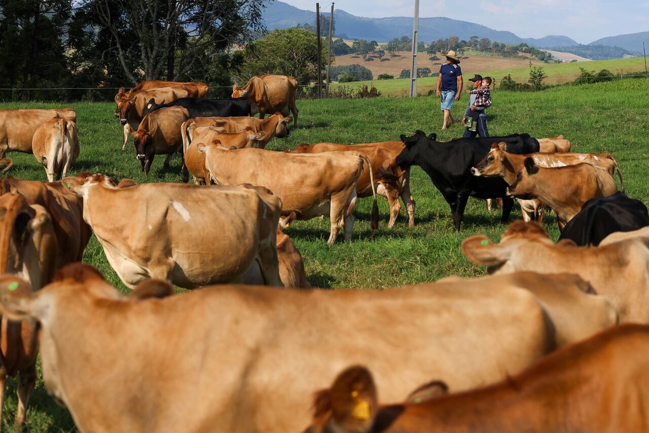 Programa Leite Bom inicia pagamento de projetos que fortalecem a cadeia produtiva