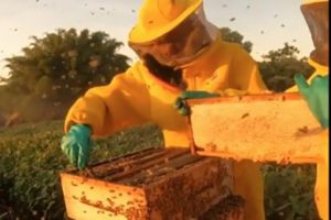 Abelhas produzem mel e aumentam produção de grãos