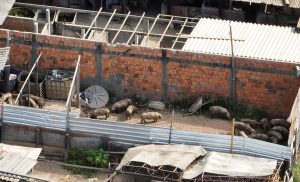 Empresa falsificava selo SIF e vendia alimentos que aumentavam o risco de transmissão da “vaca-louca”