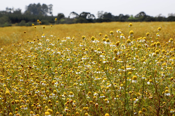 Campos de camomila e cachoeiras: agosto terá oito Caminhadas da Natureza