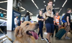 Convívio com animais traz benefícios à saúde física e mental dos humanos