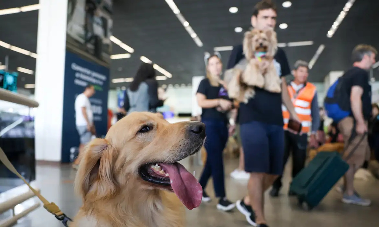 Convívio com animais traz benefícios à saúde física e mental dos humanos