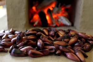Cartilha orienta produtores sobre rastreabilidade do pinhão