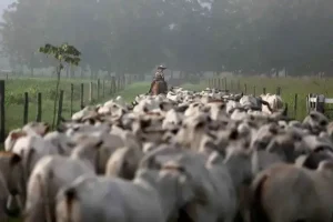 Banha de porco e sebo bovino são transformados em combustível para aviões