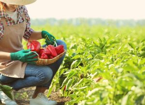 Trabalhadores no agro brasileiro chegam a 28,6 milhões de pessoas