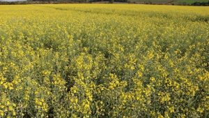 Canola tem apresentado desenvolvimento favorável