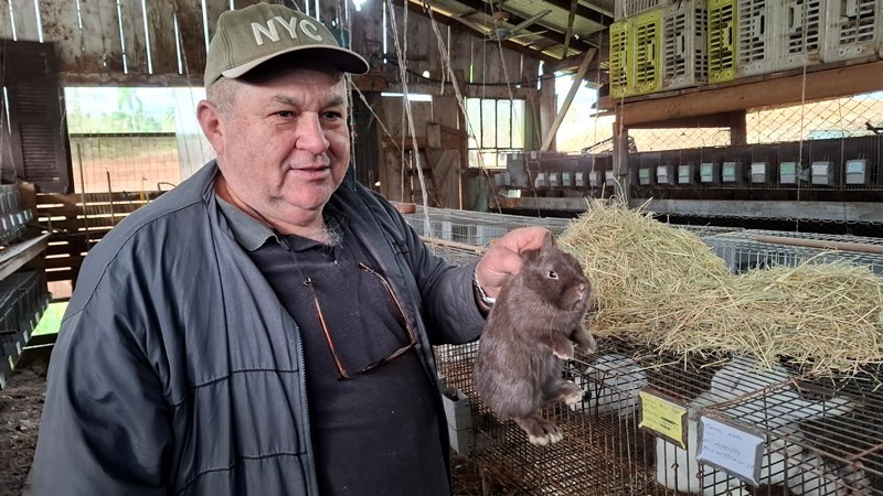 Coelhos, pequenos animais: cuidados especiais para a Expointer