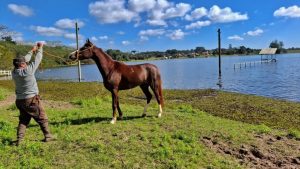 Mangalarga, o Cavalo de Sela Brasileiro