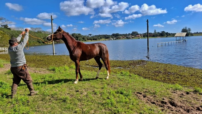 Mangalarga, o Cavalo de Sela Brasileiro