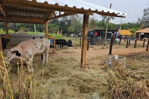 Qualidade do leite e produção à base de pasto têm espaço dedicado na Expointer