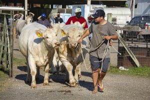 Expointer confirma quase 3.500 animais inscritos