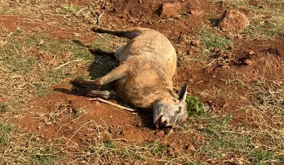 Onça ataca rebanho e mata sete ovelhas