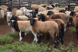 Definidas normas para trânsito de ovinos e caprinos