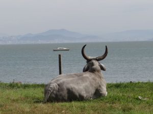 Concurso de fotografia aborda o tema “Um olhar sobre a pecuária”