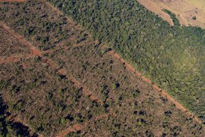 Tolerância zero: 1,86 milhão de hectares são embargados por crime ambiental