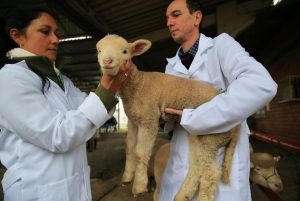 Expointer: 70 Fiscais Estaduais Agropecuários atuam na feira