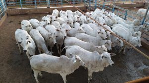 Associação dos Criadores de Nelore do Brasil apoia rastreabilidade bovina